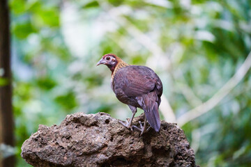 Wild birds living in the forest outdoors