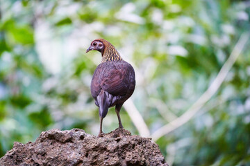 Wild birds living in the forest outdoors