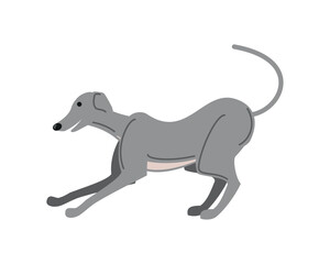 greyhound dog pet icon