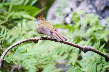 Wild birds living in the forest outdoors