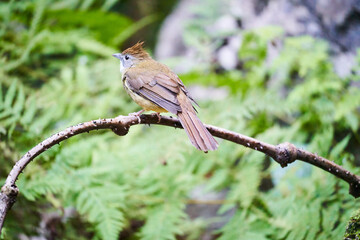 Wild birds living in the forest outdoors