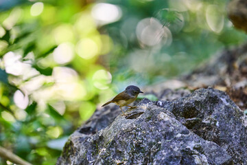 Wild birds living in the forest outdoors