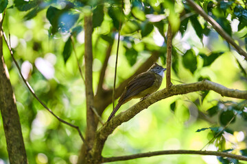 Wild birds living in the forest outdoors