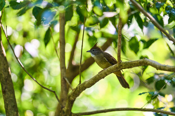Wild birds living in the forest outdoors
