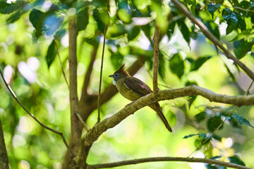 Wild birds living in the forest outdoors