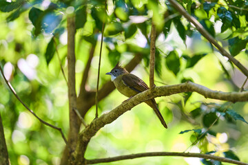 Wild birds living in the forest outdoors