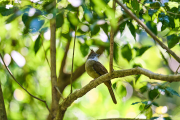 Wild birds living in the forest outdoors