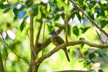 Wild birds living in the forest outdoors
