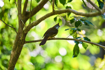 Wild birds living in the forest outdoors
