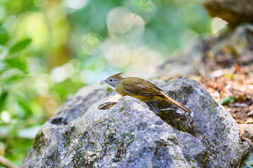 Wild birds living in the forest outdoors