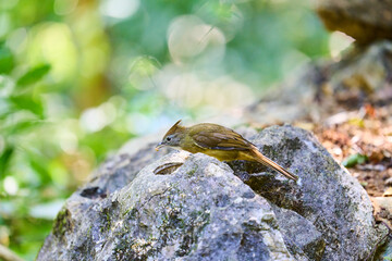 Wild birds living in the forest outdoors