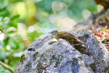 Wild birds living in the forest outdoors