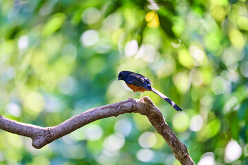 Wild birds living in the forest outdoors