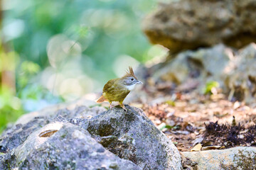 Wild birds living in the forest outdoors