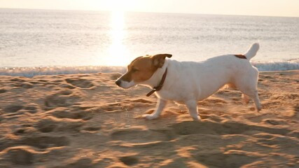 Happy dog Jack Russel Terrier walking slow motion. Dog runs on beach on sand splashing water, rejoices against blue sky at dawn summer. Lifestyle. Travel. Love pets. Freedom concept. Pets care