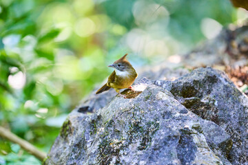 Wild birds living in the forest outdoors