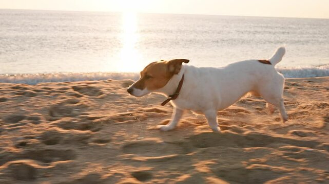Happy dog Jack Russel Terrier walking slow motion. Dog runs on beach on sand splashing water, rejoices against blue sky at dawn summer. Lifestyle. Travel. Love pets. Freedom concept. Pets care