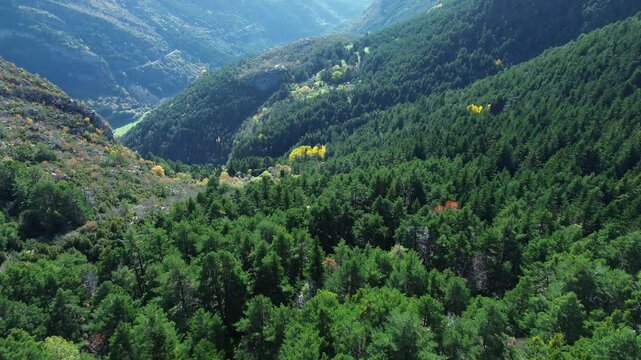 Lush pine forest covering mountain valley near Canfranc in Arag&oacute;n Spain viewed from above