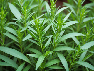 Fototapeta premium fresh green rosemary in the garden