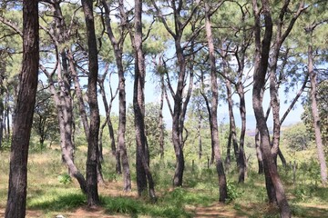 Photograph on an afternoon in the spring forest in Zapopan, Jalisco, Mexico