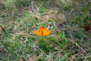 Photograph of some wild flowers in the spring forest of Zapopan, Jalisco, Mexico