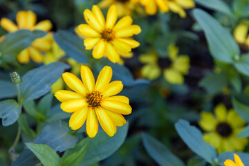 Yellow flower close upflo