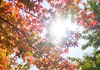 紅葉したモミジバフウの木に差し込む木漏れ日2