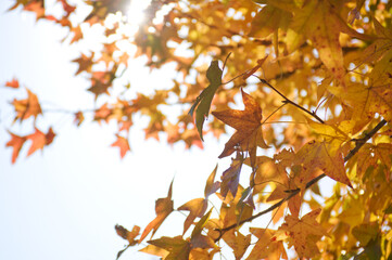 紅葉したモミジバフウの木に差し込む木漏れ日