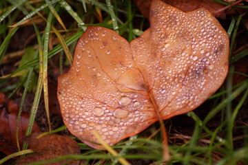autumn leaves in the forest