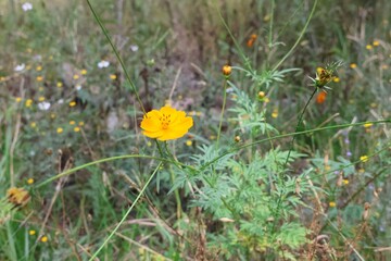 Photograph of some wild flowers in the spring forest of Zapopan, Jalisco, Mexico