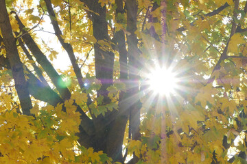 Sunlight gently filtering through vibrant autumn leaves creates a beautiful and serene scene