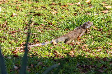 Iguana in the Sun