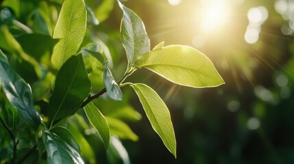輝く春の目覚め：太陽の光に照らされた新緑の木の枝のクローズアップ