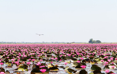 Red Lotus Sea blooms all over freshwater lake with birds flying on top. Udon Thani lagoon. Tourist...