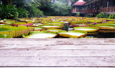 Landscapes Wooden board with Victoria Amazonica (Giant waterlily) in pond is background. Largest of all waterlilies, with enormous green leaves flowers white. In clear water, grown as ornamental plant