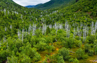 A Beautiful and Lush Forest Landscape Featuring White Bark Trees Amidst Diverse Flora