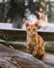 Golden beautiful cat posing in front of my camera