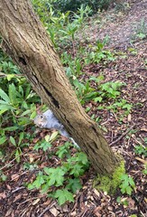 Squirrel peeking out 