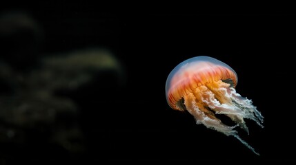 Fototapeta premium 海の深みに流れるような触手を持つ優雅なクラゲ