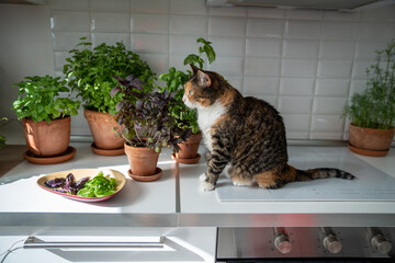 Pet and plants at home. Interested cat sit on kitchen induction stove near small garden with...