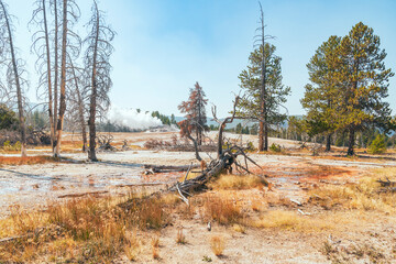 Upper Geyser Basin in Yellowstone National Park. Grotto Geyser in the background