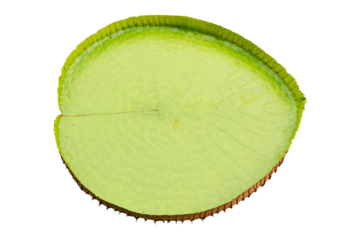 Victoria Amazonica (Giant waterlily) isolated on cut out PNG or transparent background. Largest of all waterlilies, with enormous green leaves flowers white. In clear water, grown as ornamental plant.
