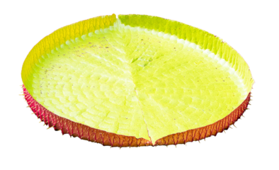 Victoria Amazonica (Giant water lily) isolated on cut out PNG or transparent background. In clear water, grown as ornamental plant. Enormous green leaves flowers white lotus.