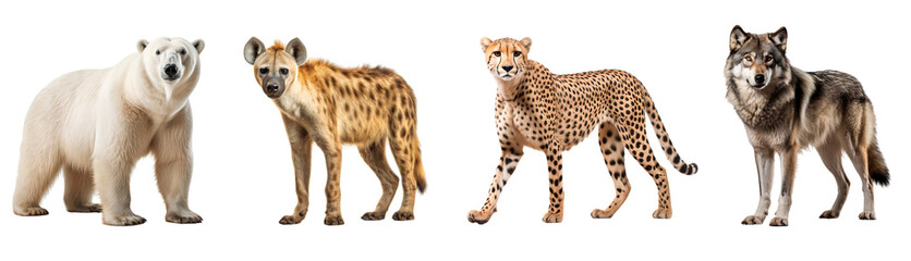 Set of wild animals family, cheetah, bear, wolf and hyena, isolated on transparent background