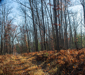 Trial through the woods 