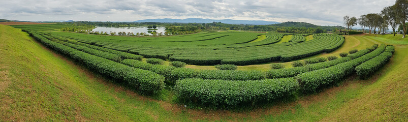 A beautiful panoramic view of tea plantations