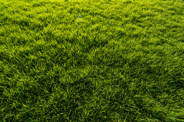 Sunlight on a Green Grass Background in Honolulu, Hawaii.