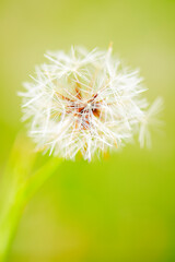 Closeup of a wild Dandelion with green tones.