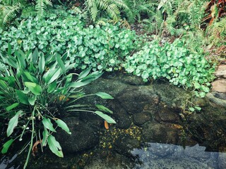 Landscaping of garden leaves nature