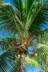 Palm tree in the beach with coconut